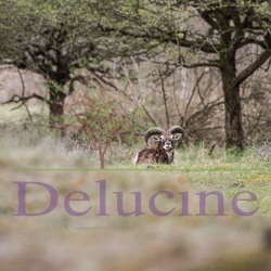 Mouflon de Corse - Ovis aries musimon