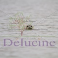 delucine-IMG 4021