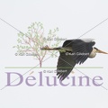 delucine-IMG 7436