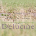 delucine-IMG 0011