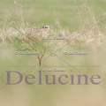 delucine-IMG 0099