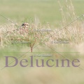 delucine-IMG 0164