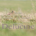 delucine-IMG 0194