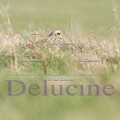delucine-IMG 0198