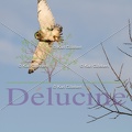 delucine-IMG 2646