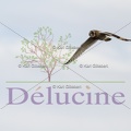delucine-IMG 2906