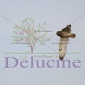 delucine-IMG 2934