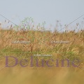 delucine-IMG 4974