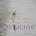 delucine-IMG 9778