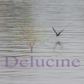 delucine-IMG 9926
