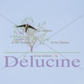 delucine-IMG 0363