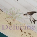 delucine-IMG 2501