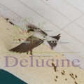 delucine-IMG 2504