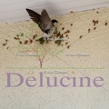 delucine-IMG 2555