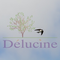 Hirondelle de fenêtre - Delichon urbicum