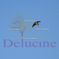 delucine-IMG 1124