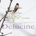 delucine-IMG 1132