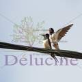 delucine-IMG 6219