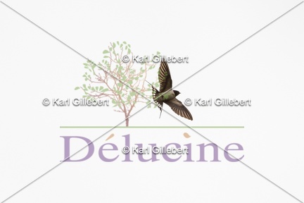 delucine-IMG 9540