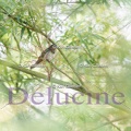 delucine-IMG 9704