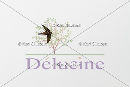 delucine-IMG 8733