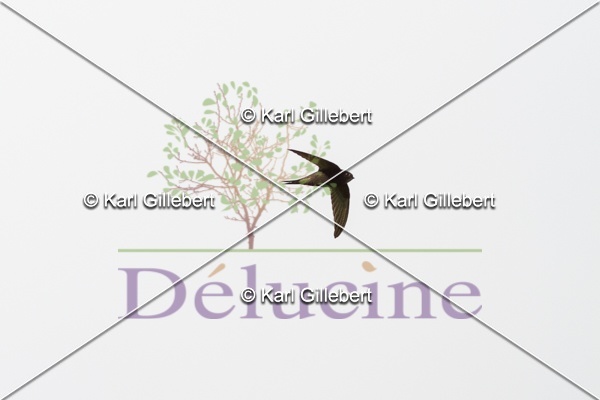 delucine-IMG 8734