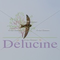 delucine-IMG 8739