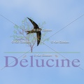 delucine-IMG 8767