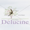 delucine-IMG 9167