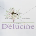 delucine-IMG 9174