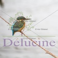 delucine-IMG 4442