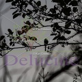 delucine-IMG 1714