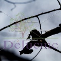 delucine-IMG 9793