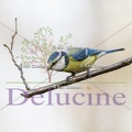 delucine-IMG 2859