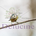 delucine-IMG 2942
