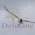 delucine-IMG 3557