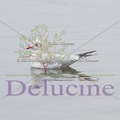 delucine-IMG 6898