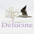 delucine-IMG 9241