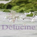 delucine-IMG 4023