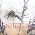 delucine-IMG 2134
