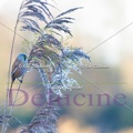 delucine-IMG 2215