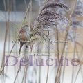 delucine-IMG 2356