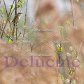 delucine-IMG 9506