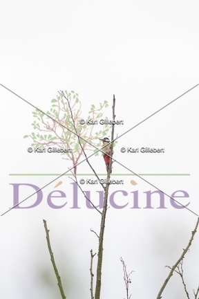 delucine-IMG 5274