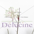 delucine-IMG 5274
