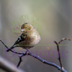 Pinson des arbres - Fringilla coelebs