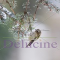 delucine-IMG 7412