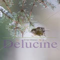 delucine-IMG 7414
