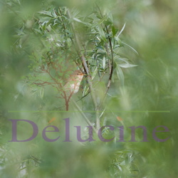 Rousserolle effarvatte - Acrocephalus scirpaceus