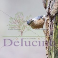 delucine-IMG 3651